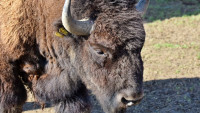 bison 2-3310935 960 720